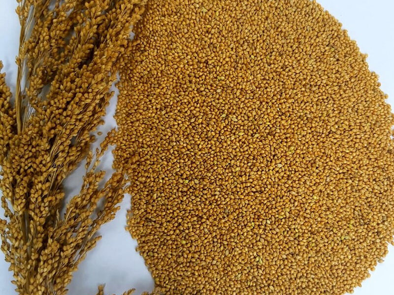 Little Millet Grains